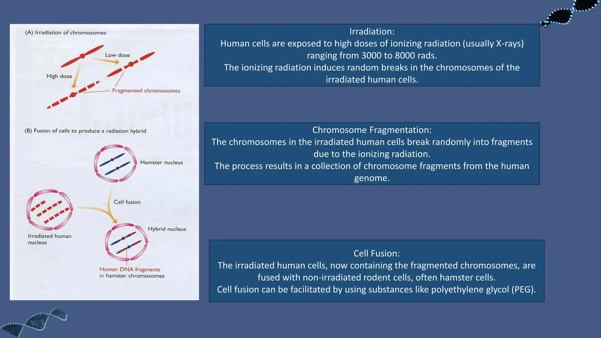 Irradiation:
Human cells are exposed to high doses of ionizing radiation (usually X-rays)
ranging from 3000 to 8000 rads.
The ionizing radiation induces random breaks in the chromosomes of the
irradiated human cells.
Chromosome Fragmentation:
The chromosomes in the irradiated human cells break randomly into fragments
due to the ionizing radiation.
The process results in a collection of chromosome fragments from the human
genome.
Cell Fusion:
The irradiated human cells, now containing the fragmented chromosomes, are
fused with non-irradiated rodent cells, often hamster cells.
Cell fusion can be facilitated by using substances like polyethylene glycol (PEG).
 