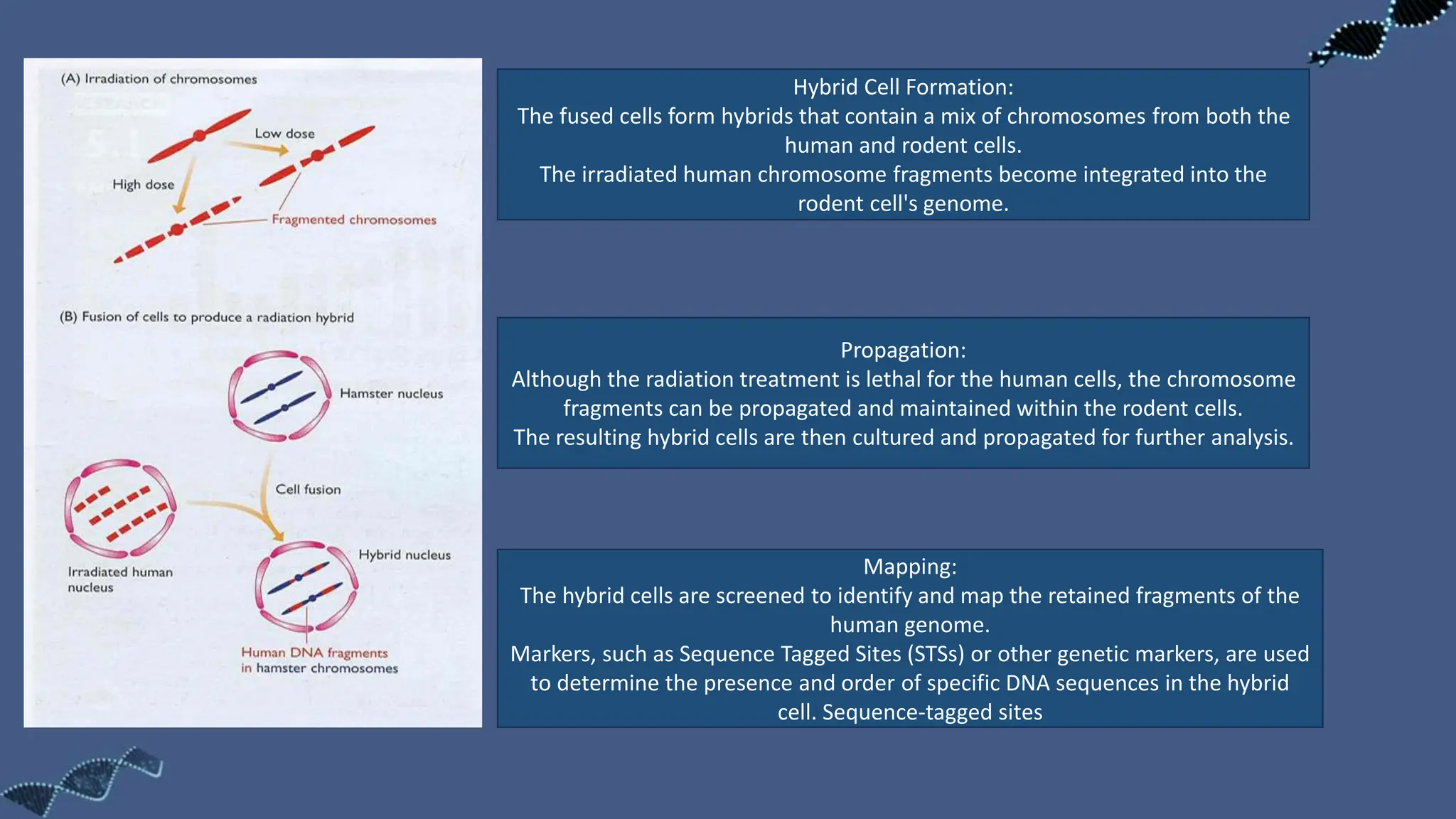 Propagation:
Although the radiation treatment is lethal for the human cells, the chromosome
fragments can be propagated and maintained within the rodent cells.
The resulting hybrid cells are then cultured and propagated for further analysis.
Mapping:
The hybrid cells are screened to identify and map the retained fragments of the
human genome.
Markers, such as Sequence Tagged Sites (STSs) or other genetic markers, are used
to determine the presence and order of specific DNA sequences in the hybrid
cell. Sequence-tagged sites
Hybrid Cell Formation:
The fused cells form hybrids that contain a mix of chromosomes from both the
human and rodent cells.
The irradiated human chromosome fragments become integrated into the
rodent cell's genome.
 