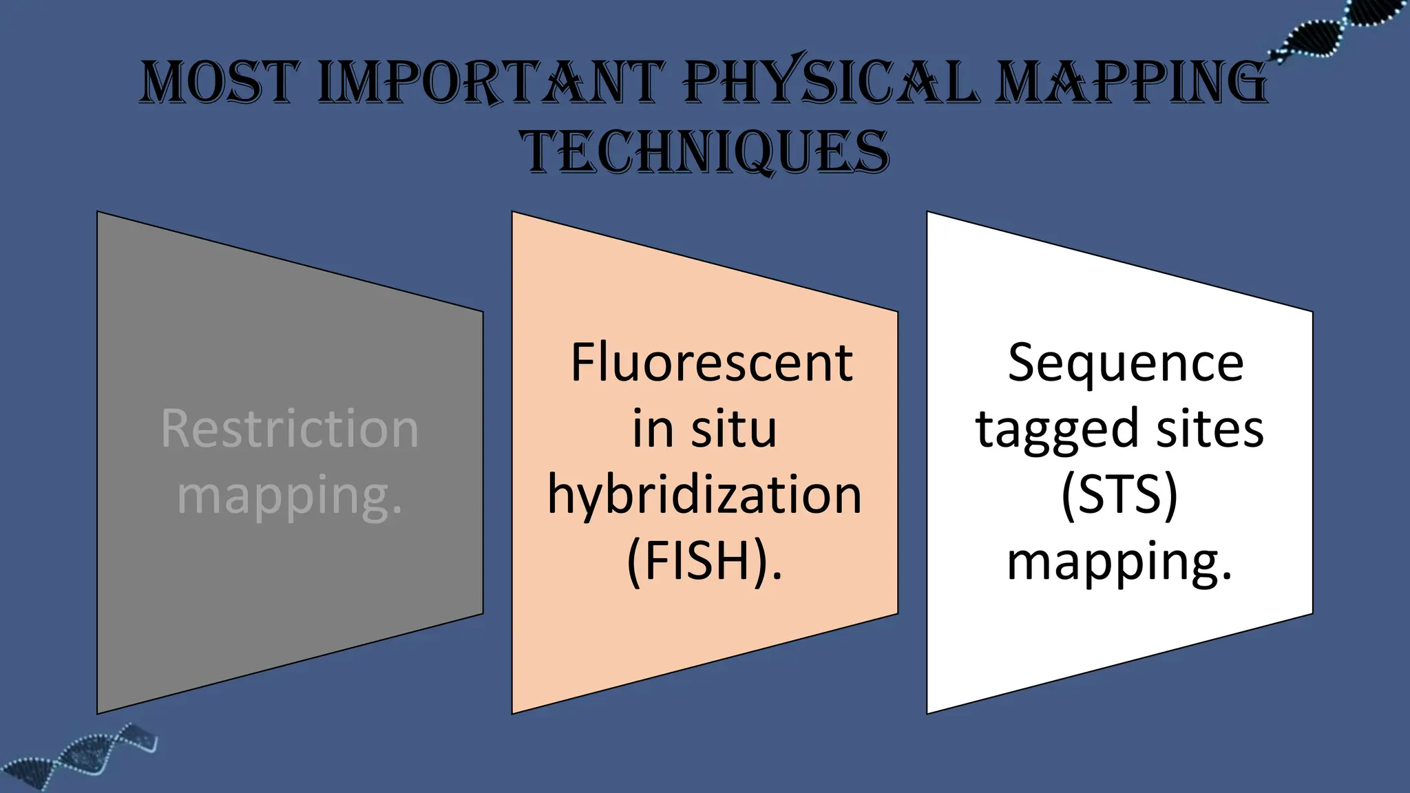 Most important physical mapping
techniques
Restriction
mapping.
Fluorescent
in situ
hybridization
(FISH).
Sequence
tagged sites
(STS)
mapping.
 