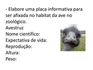 - Elabore uma placa informativa para
ser afixada no habitat da ave no
zoológico.
Avestruz
Nome científico:
Expectativa de vida:
Reprodução:
Altura:
Peso:
 