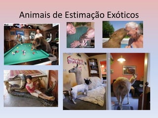 Animais de Estimação Exóticos
 
