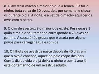 8. O avestruz macho é maior do que a fêmea. Ela faz o
ninho, bota cerca de 50 ovos, dois por semana, e choca-
os durante o dia. À noite, é a vez de o macho aquecer os
ovos com o corpo.
9. O ovo de avestruz é o maior que existe. Pesa quase 1
quilo e meio e seu tamanho corresponde a 25 ovos de
galinha. A casca é tão grossa que é usada por alguns
povos para carregar água e comida.
10. O filhote de avestruz nasce depois de 40 dias em
que o ovo é chocado, aquecido pelo corpo dos pais.
Com 1 dia de vida ele já deixa o ninho e com 1 ano já
está do tamanho de um avestruz adulto.
 