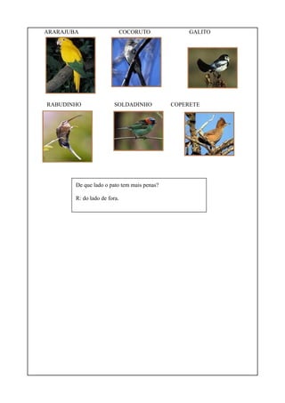 ARARAJUBA

RABUDINHO

COCORUTO

SOLDADINHO

De que lado o pato tem mais penas?
R: do lado de fora.

GALITO

COPERETE

 