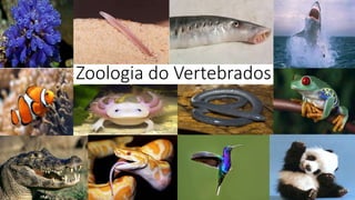 Zoologia do Vertebrados
 