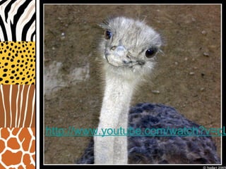 II Passo Checagem de
informações
• Apresentação do vídeo “Clipe da
avestruz cantora”, mostrando o
avestruz para que o aluno possa
confrontar as suas ideias sobre a ave
com aquilo que ela realmente é.
http://www.youtube.com/watch?v=cL
 