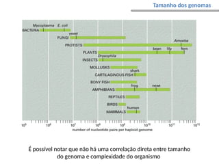 É possível notar que não há uma correlação direta entre tamanho
do genoma e complexidade do organismo
Tamanho dos genomas
 