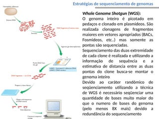 • Whole Genome Shotgun (WGS):
• O genoma inteiro é picotado em
pedaços e clonado em plasmideos. São
realizada clonagens de fragmentos
maiores em vetores apropriados (BACs,
Fosmideos, etc..) mas somente as
pontas são sequenciadas.
• Sequenciamento das duas extremidade
de cada clone é realizada e utilizando a
informação de sequência e a
estimativa de distancia entre as duas
pontas do clone busca-se montar o
genoma inteiro
• Devido ao caráter randômico de
seqüenciamento utilizando a técnica
de WGS é necessário seqüenciar uma
quantidade de bases muito maior do
que o numero de bases do genoma
(pelo menos 8X mais) devido a
redundância do sequenciamento
Estratégias de sequenciamento de genomas
 