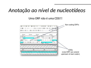 Uma ORF não é uma CDS!!!
Anotação ao nível de nucleotídeos
 