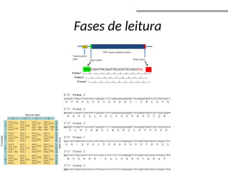 Fases de leitura
 