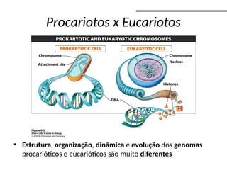 Procariotos x Eucariotos
• Estrutura, organização, dinâmica e evolução dos genomas
procarióticos e eucarióticos são muito diferentes
 