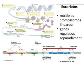 Eucariotos
• múltiplos
cromossomos
lineares;
• genes
regulados
separadament
e;
• genoma
diplóide,
genes
esparsos;
 