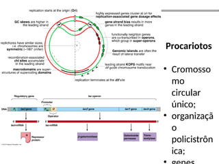 Procariotos
• Cromosso
mo
circular
único;
• organizaçã
o
policistrôn
ica;
 
