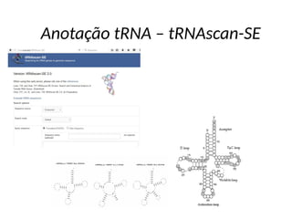 Anotação tRNA – tRNAscan-SE
 
