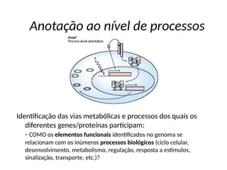 Identificação das vias metabólicas e processos dos quais os
diferentes genes/proteínas participam:
- COMO os elementos funcionais identificados no genoma se
relacionam com os inúmeros processos biológicos (ciclo celular,
desenvolvimento, metabolismo, regulação, resposta a estímulos,
sinalização, transporte, etc.)?
Anotação ao nível de processos
 