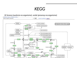 KEGG
EC branco (ausência no organismo), verde (presença no organismo)
 