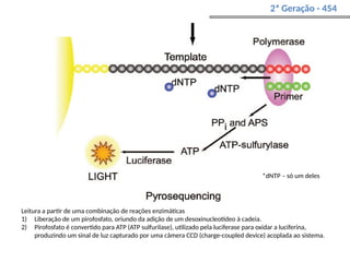*dNTP – só um deles
Leitura a partir de uma combinação de reações enzimáticas
1) Liberação de um pirofosfato, oriundo da adição de um desoxinucleotídeo à cadeia.
2) Pirofosfato é convertido para ATP (ATP sulfurilase), utilizado pela luciferase para oxidar a luciferina,
produzindo um sinal de luz capturado por uma câmera CCD (charge-coupled device) acoplada ao sistema.
2ª Geração - 454
 