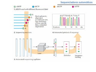 Sequenciadores automáticos
 