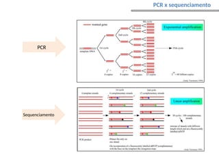 PCR
Sequenciamento
PCR x sequenciamento
 
