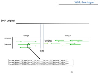 84
singlet
gap
DNA original
WGS - Montagem
 