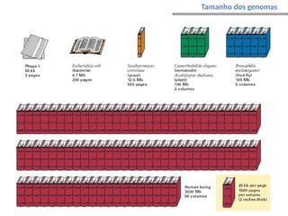 Tamanho dos genomas
 