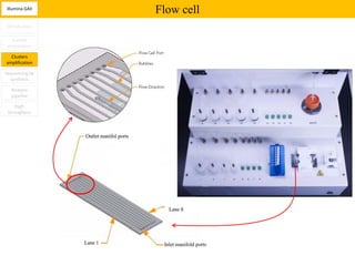 Illumina GAII
                Flow cell
Introduction

   Sample
 preparation

  Clusters
amplification

Sequencing by
  synthesis

  Analysis
  pipeline

    High
 throughput
 