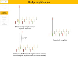 Illumina GAII
                                        Bridge amplification
Introduction

   Sample
 preparation

  Clusters
amplification

Sequencing by
  synthesis

  Analysis
  pipeline

    High
 throughput

                  Hybridize adapter-ligated forward
                        fragment and extend




                                                                          Extension is completed




                Denature dsDNA and wash original forward template;
                reverse template stays covalently attached to the array
 