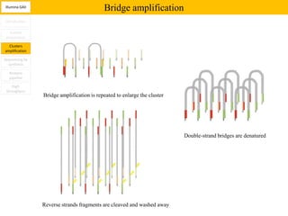 Illumina GAII
                                           Bridge amplification
Introduction

   Sample
 preparation

  Clusters
amplification

Sequencing by
  synthesis

  Analysis
  pipeline

    High
 throughput
                Bridge amplification is repeated to enlarge the cluster




                                                                          Double-strand bridges are denatured




                Reverse strands fragments are cleaved and washed away
 