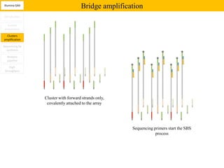 Illumina GAII
                                    Bridge amplification
Introduction

   Sample
 preparation

  Clusters
amplification

Sequencing by
  synthesis

  Analysis
  pipeline

    High
 throughput




                Cluster with forward strands only,
                 covalently attached to the array




                                                     Sequencing primers start the SBS
                                                                 process
 