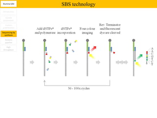 Illumina GAII
                SBS technology
Introduction

   Sample
 preparation

  Clusters
amplification

Sequencing by
  synthesis

  Analysis
  pipeline

    High
 throughput
 