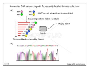 sequencing.pptx