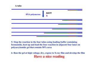 A tube
AGCT
A
DNA polymerase
5- Stop the reaction in the four tubes using loading buffer containing
formamide, heat up and load the four reaction in adjacent four lanes on
polyacrylamide gel that contain 50% urea
6- Run the gel at high voltage, dry, expose to X-ray film and develop the film
Have a nice reading
 