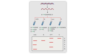 DNA sequencing method in molecular biology.pptx