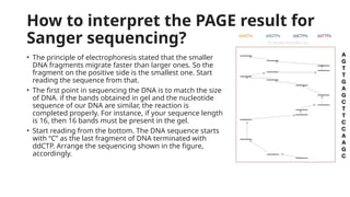 DNA sequencing method in molecular biology.pptx