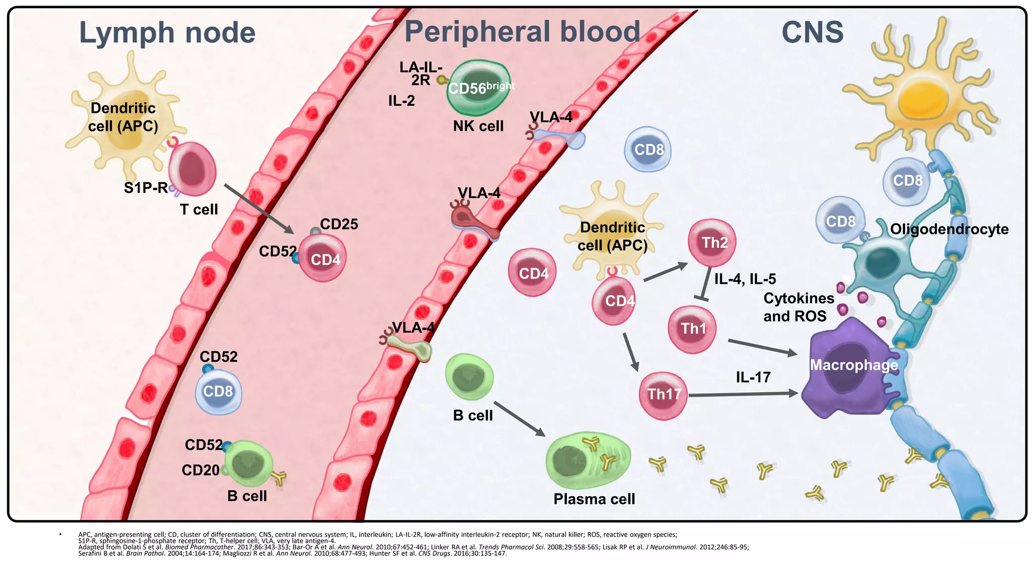 CD52
CD25
S1P-R
CD20
Oligodendrocyte
B cell Plasma cell
IL-17
IL-4, IL-5
CD4
CD4
Th1
Th2
CD8
CD8
CD8
CD8
Th17
CD4
Dendritic
cell (APC)
Dendritic
cell (APC)
Macrophage
T cell
CD52
CD52
Cytokines
and ROS
VLA-4
NK cell
LA-IL-
2R
VLA-4
VLA-4
CD56bright
• APC, antigen-presenting cell; CD, cluster of differentiation; CNS, central nervous system; IL, interleukin; LA-IL-2R, low-affinity interleukin-2 receptor; NK, natural killer; ROS, reactive oxygen species;
S1P-R, sphingosine-1-phosphate receptor; Th, T-helper cell; VLA, very late antigen-4.
Adapted from Dolati S et al. Biomed Pharmacother. 2017;86:343-353; Bar-Or A et al. Ann Neurol. 2010;67:452-461; Linker RA et al. Trends Pharmacol Sci. 2008;29:558-565; Lisak RP et al. J Neuroimmunol. 2012;246:85-95;
Serafini B et al. Brain Pathol. 2004;14:164-174; Magliozzi R et al. Ann Neurol. 2010;68:477-493; Hunter SF et al. CNS Drugs. 2016;30:135-147.
B cell
CNS
Lymph node Peripheral blood
IL-2
 