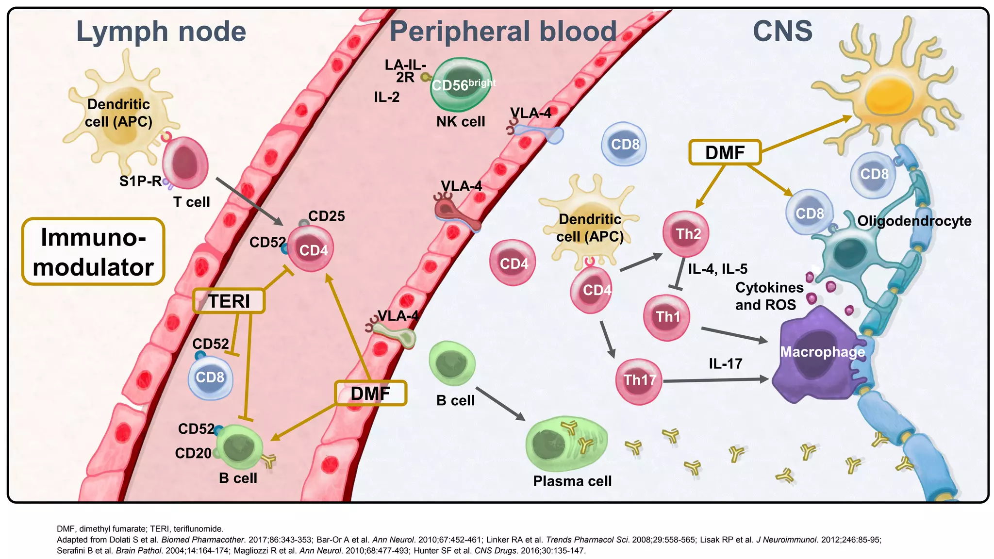 CNS
Lymph node
CD52
CD25
S1P-R
CD20
Oligodendrocyte
B cell Plasma cell
IL-17
IL-4, IL-5
TERI
DMF
DMF
Peripheral blood
CD4
CD4
Th1
Th2
CD8
CD8
CD8
CD8
Th17
CD4
Dendritic
cell (APC)
Dendritic
cell (APC)
Macrophage
T cell
CD52
CD52
Cytokines
and ROS
VLA-4
NK cell
LA-IL-
2R
VLA-4
VLA-4
IL-2
CD56bright
Immuno-
modulator
B cell
DMF, dimethyl fumarate; TERI, teriflunomide.
Adapted from Dolati S et al. Biomed Pharmacother. 2017;86:343-353; Bar-Or A et al. Ann Neurol. 2010;67:452-461; Linker RA et al. Trends Pharmacol Sci. 2008;29:558-565; Lisak RP et al. J Neuroimmunol. 2012;246:85-95;
Serafini B et al. Brain Pathol. 2004;14:164-174; Magliozzi R et al. Ann Neurol. 2010;68:477-493; Hunter SF et al. CNS Drugs. 2016;30:135-147.
 
