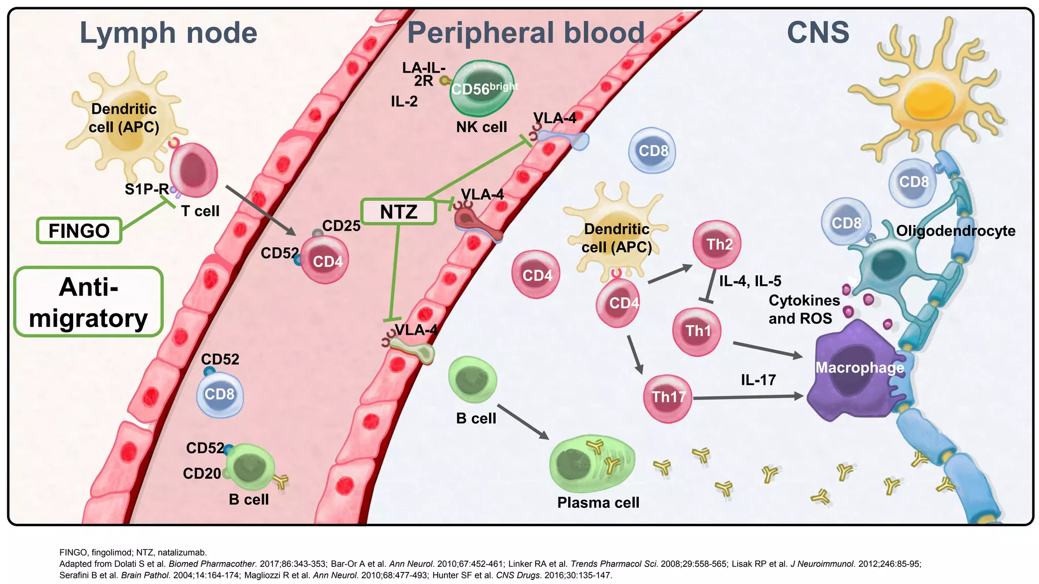 CNS
Lymph node
CD52
CD25
S1P-R
CD20
Oligodendrocyte
B cell Plasma cell
IL-17
IL-4, IL-5
FINGO
NTZ
Peripheral blood
CD4
CD4
Th1
Th2
CD8
CD8
CD8
CD8
Th17
CD4
Dendritic
cell (APC)
Dendritic
cell (APC)
Macrophage
T cell
CD52
CD52
Cytokines
and ROS
VLA-4
NK cell
LA-IL-
2R
VLA-4
VLA-4
CD56bright
Anti-
migratory
B cell
FINGO, fingolimod; NTZ, natalizumab.
Adapted from Dolati S et al. Biomed Pharmacother. 2017;86:343-353; Bar-Or A et al. Ann Neurol. 2010;67:452-461; Linker RA et al. Trends Pharmacol Sci. 2008;29:558-565; Lisak RP et al. J Neuroimmunol. 2012;246:85-95;
Serafini B et al. Brain Pathol. 2004;14:164-174; Magliozzi R et al. Ann Neurol. 2010;68:477-493; Hunter SF et al. CNS Drugs. 2016;30:135-147.
IL-2
 