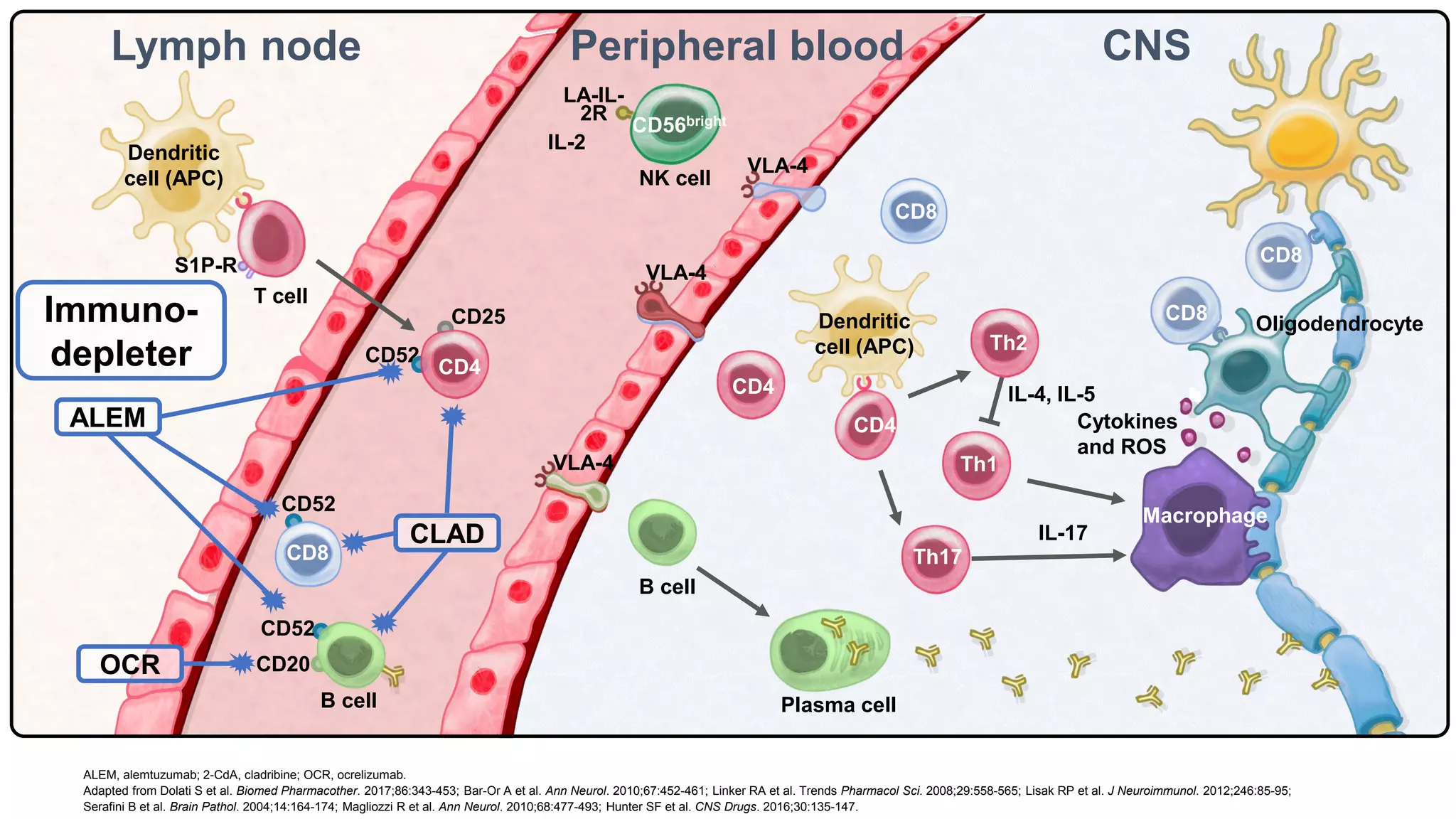 CNS
Lymph node
CD52
CD25
S1P-R
CD20
Oligodendrocyte
B cell Plasma cell
IL-17
IL-4, IL-5
OCR
ALEM
CLAD
Peripheral blood
CD4
CD4
Th1
Th2
CD8
CD8
CD8
CD8
Th17
CD4
Dendritic
cell (APC)
Dendritic
cell (APC)
Macrophage
T cell
CD52
CD52
Cytokines
and ROS
VLA-4
NK cell
LA-IL-
2R
VLA-4
VLA-4
CD56bright
Immuno-
depleter
B cell
ALEM, alemtuzumab; 2-CdA, cladribine; OCR, ocrelizumab.
Adapted from Dolati S et al. Biomed Pharmacother. 2017;86:343-453; Bar-Or A et al. Ann Neurol. 2010;67:452-461; Linker RA et al. Trends Pharmacol Sci. 2008;29:558-565; Lisak RP et al. J Neuroimmunol. 2012;246:85-95;
Serafini B et al. Brain Pathol. 2004;14:164-174; Magliozzi R et al. Ann Neurol. 2010;68:477-493; Hunter SF et al. CNS Drugs. 2016;30:135-147.
IL-2
 