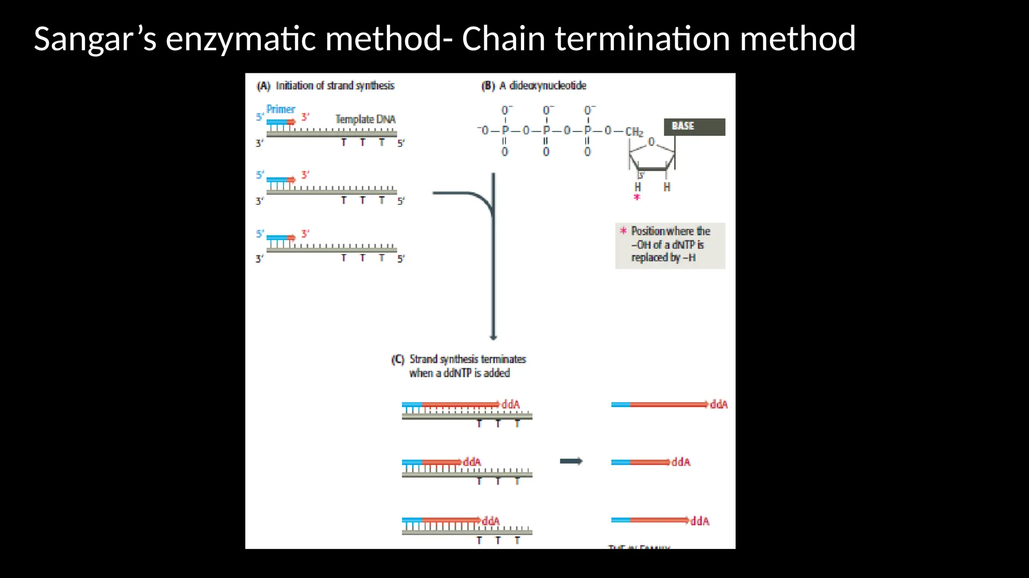 Sequencing Genes And Genomes In R Dna Technology Ppt
