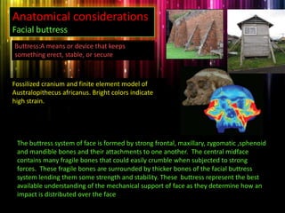 Fossilized cranium and finite element model of
Australopithecus africanus. Bright colors indicate
high strain.
Buttress:A means or device that keeps
something erect, stable, or secure
Anatomical considerations’
Facial buttress
The buttress system of face is formed by strong frontal, maxillary, zygomatic ,sphenoid
and mandible bones and their attachments to one another. The central midface
contains many fragile bones that could easily crumble when subjected to strong
forces. These fragile bones are surrounded by thicker bones of the facial buttress
system lending them some strength and stability. These buttress represent the best
available understanding of the mechanical support of face as they determine how an
impact is distributed over the face
 