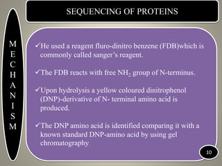 SEQUENCING OF PROTEINS
He used a reagent fluro-dinitro benzene (FDB)which is
commonly called sanger’s reagent.
The FDB reacts with free NH2 group of N-terminus.
Upon hydrolysis a yellow coloured dinitrophenol
(DNP)-derivative of N- terminal amino acid is
produced.
The DNP amino acid is identified comparing it with a
known standard DNP-amino acid by using gel
chromatography.
M
E
C
H
A
N
I
S
M
10
 