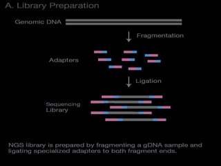 Next Generation Sequencing of DNA | PPTX