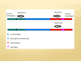 Next Generation Sequencing of DNA | PPTX