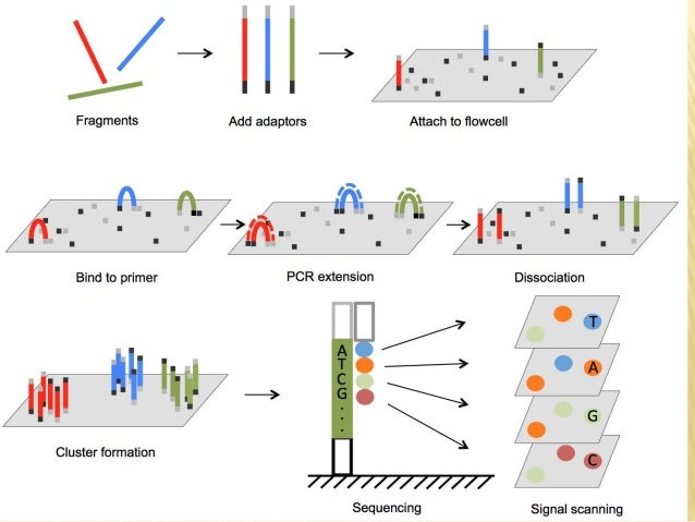 Next Generation Sequencing of DNA