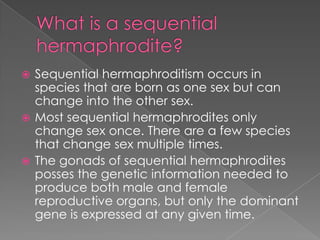 Sequential Hermaphrodites | PPTX