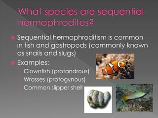 Sequential Hermaphrodites | PPTX
