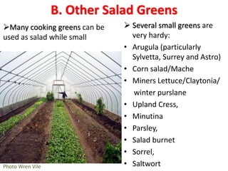 B. Other Salad Greens
 Several small greens are
very hardy:
• Arugula (particularly
Sylvetta, Surrey and Astro)
• Corn sa...