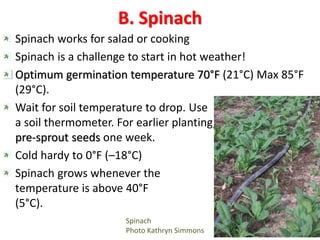 B. Spinach
Spinach works for salad or cooking
Spinach is a challenge to start in hot weather!
Optimum germination temperat...