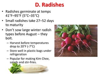 D. Radishes
• Radishes germinate at temps
41°F–95°F (5°C–35°C)
• Small radishes take 27–52 days
to maturity
• Don’t sow la...
