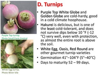 D. Turnips
• Purple Top White Globe and
Golden Globe are cold-hardy, good
in a cold climate hoophouse.
• Hakurei is delici...