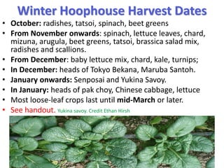 Winter Hoophouse Harvest Dates
• October: radishes, tatsoi, spinach, beet greens
• From November onwards: spinach, lettuce...